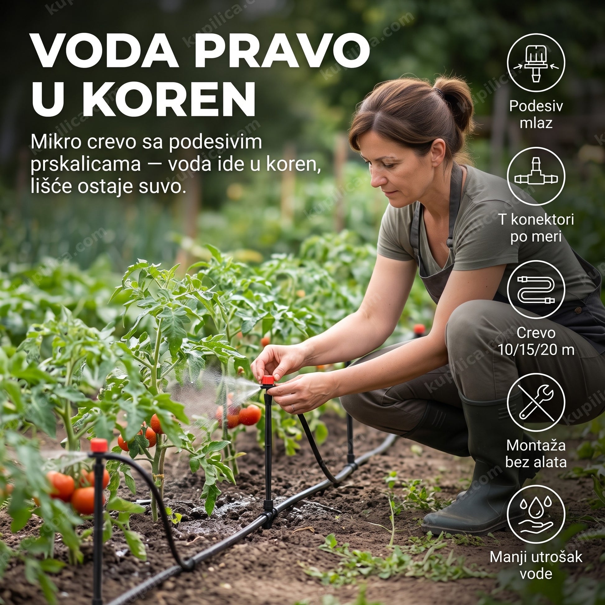 sistem za navodnjavanje kap po kap — žena podešava prskalicu na mikro crevu u leji paradajza